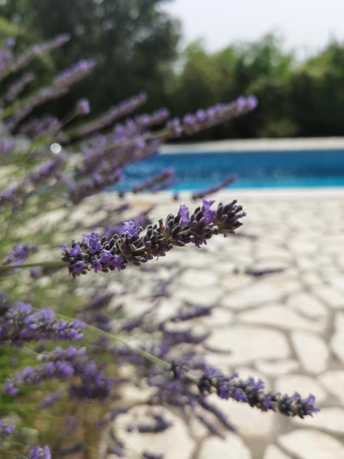 Holiday Homes Sintija Kampor Bagian luar foto